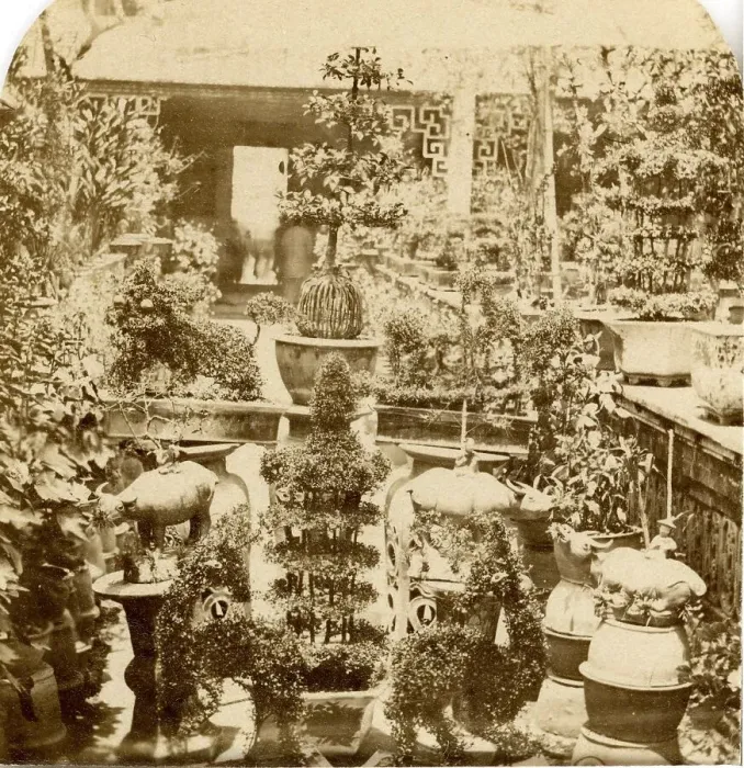 Framed Print : Canton. Group of Chinese Plants Framed Print : Canton. Group of Chinese Plants