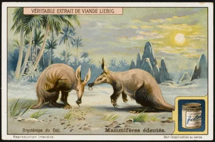 Framed Print : Cape Aardvark Framed Print : Cape Aardvark