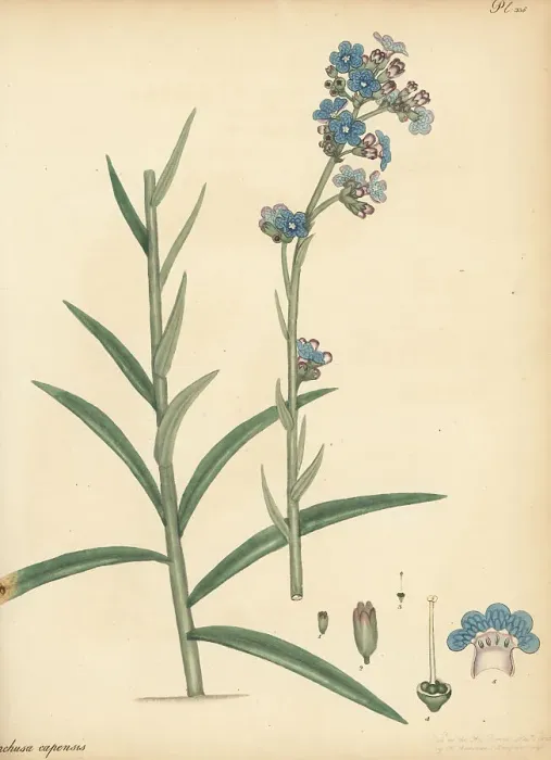 Framed Print : Cape alkanet, Anchusa capensis