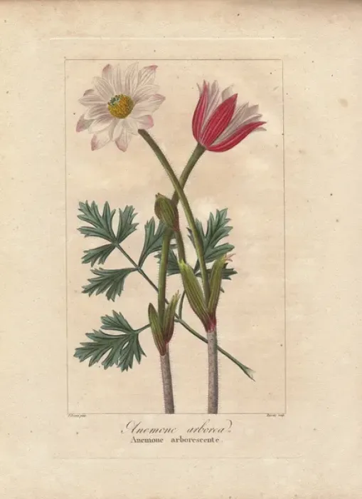 Framed Print : Cape anemone, Anemone tenuifolia, native to South Africa Framed Print : Cape anemone, Anemone tenuifolia, native to South Africa