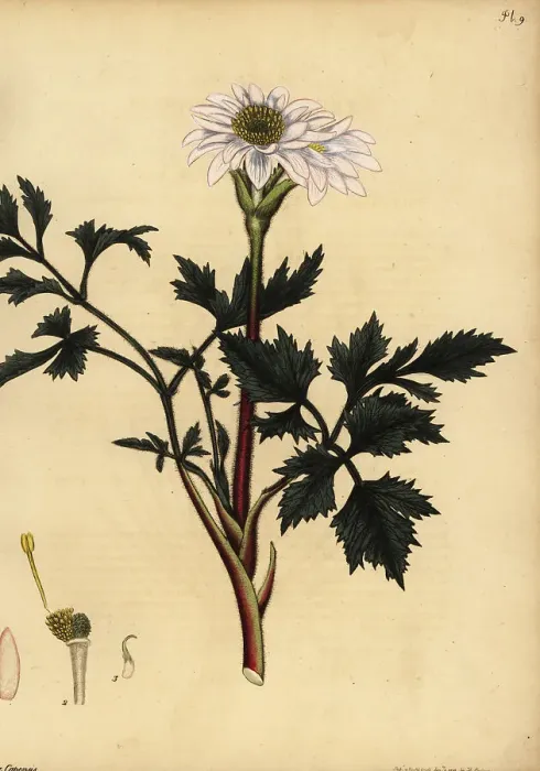 Framed Print : Cape anemone, Anemone tenuifolia Framed Print : Cape anemone, Anemone tenuifolia