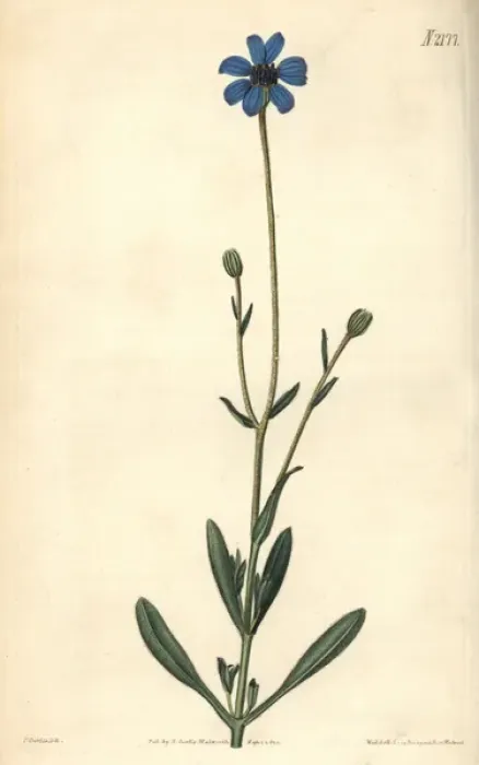 Framed Print : Cape-Aster-like kaulfussia, Kaulfussia amelloides Framed Print : Cape-Aster-like kaulfussia, Kaulfussia amelloides