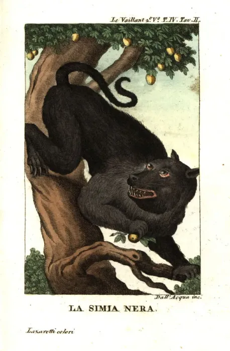 Framed Print : Cape baboon or chacma baboon, Papio ursinus Framed Print : Cape baboon or chacma baboon, Papio ursinus