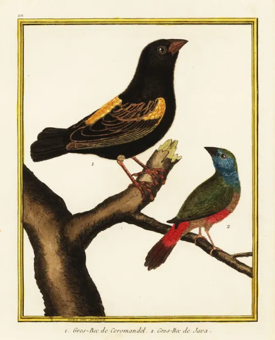 Framed Print : Cape bishop and pin-tailed parrotfinch Framed Print : Cape bishop and pin-tailed parrotfinch