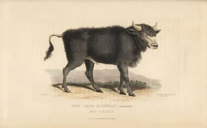 Framed Print : Cape buffalo, Syncerus caffer caffer Framed Print : Cape buffalo, Syncerus caffer caffer