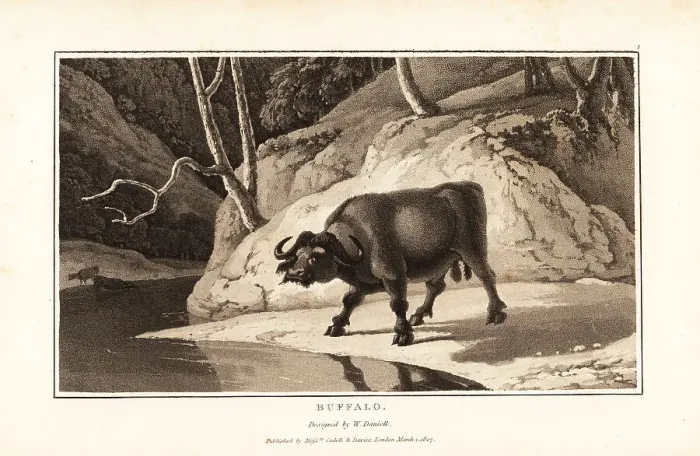 Framed Print : Cape buffalo, Syncerus caffer caffer, male, standing by a riverb Framed Print : Cape buffalo, Syncerus caffer caffer, male, standing by a riverb