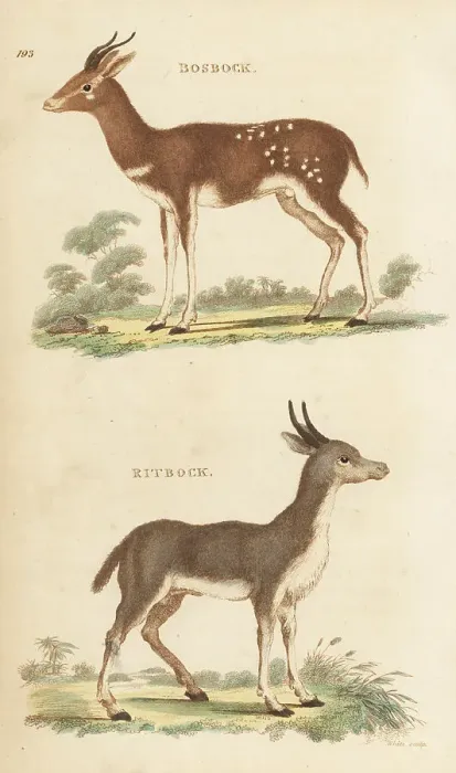 Framed Print : Cape bushbuck and bohor reedbuck Framed Print : Cape bushbuck and bohor reedbuck