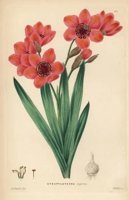 Framed Print : Cape buttercup, Sparaxis elegans Framed Print : Cape buttercup, Sparaxis elegans