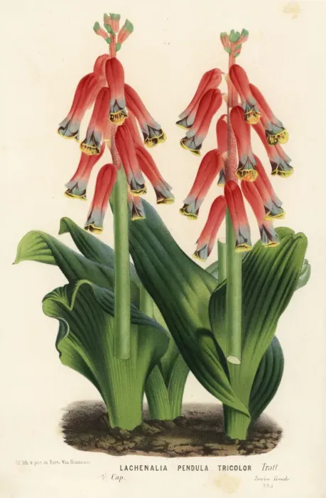 Framed Print : Cape cowslip, Lachenalia bulbifera Framed Print : Cape cowslip, Lachenalia bulbifera