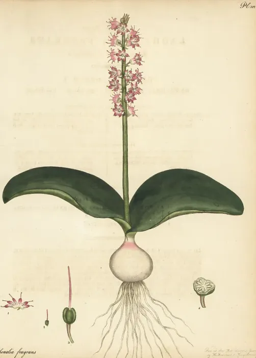 Framed Print : Cape cowslip, Lachenalia nervosa Framed Print : Cape cowslip, Lachenalia nervosa