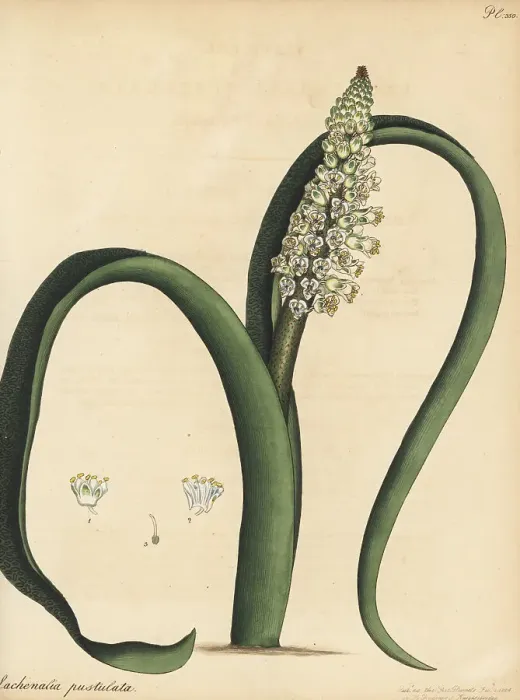 Framed Print : Cape cowslip, Lachenalia pallida Framed Print : Cape cowslip, Lachenalia pallida