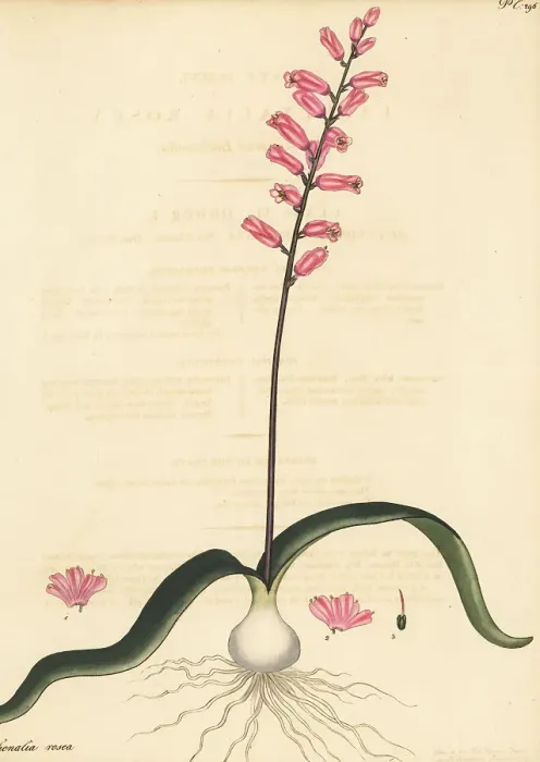 Framed Print : Cape cowslip, Lachenalia rosea Framed Print : Cape cowslip, Lachenalia rosea