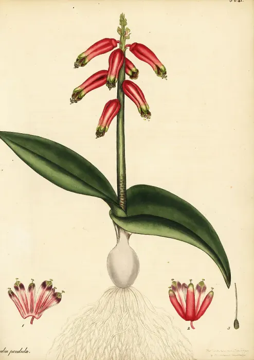 Framed Print : Cape cowslip or rooinaeltjie, Lachenalia bulbifera Framed Print : Cape cowslip or rooinaeltjie, Lachenalia bulbifera
