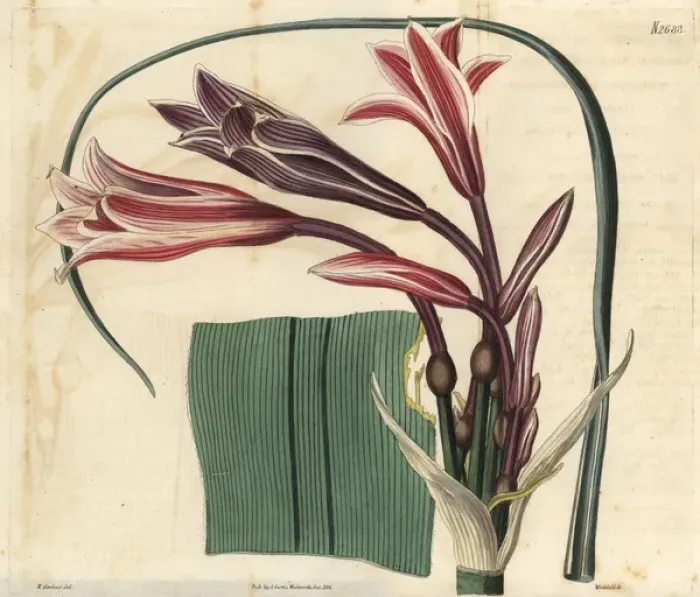 Framed Print : Cape Crinum, Black River variety, Crinum capense Framed Print : Cape Crinum, Black River variety, Crinum capense