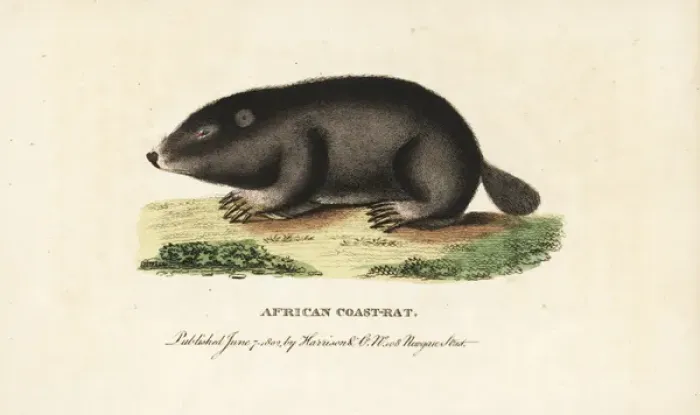 Framed Print : Cape dune mole rat, Bathyergus suillus Framed Print : Cape dune mole rat, Bathyergus suillus