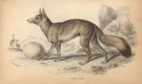 Cape fox, cama fox or silver-backed fox, Vulpes chama