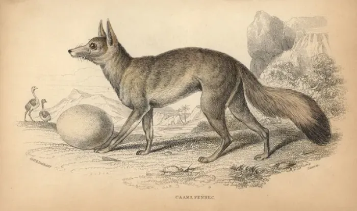 Framed Print : Cape fox, cama fox or silver-backed fox, Vulpes chama Framed Print : Cape fox, cama fox or silver-backed fox, Vulpes chama
