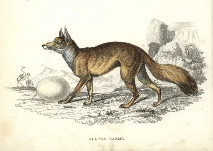 Framed Print : Cape fox with ostrich egg Framed Print : Cape fox with ostrich egg
