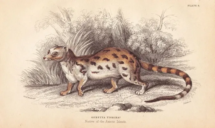 Framed Print : Cape genet, Genetta tigrina Framed Print : Cape genet, Genetta tigrina