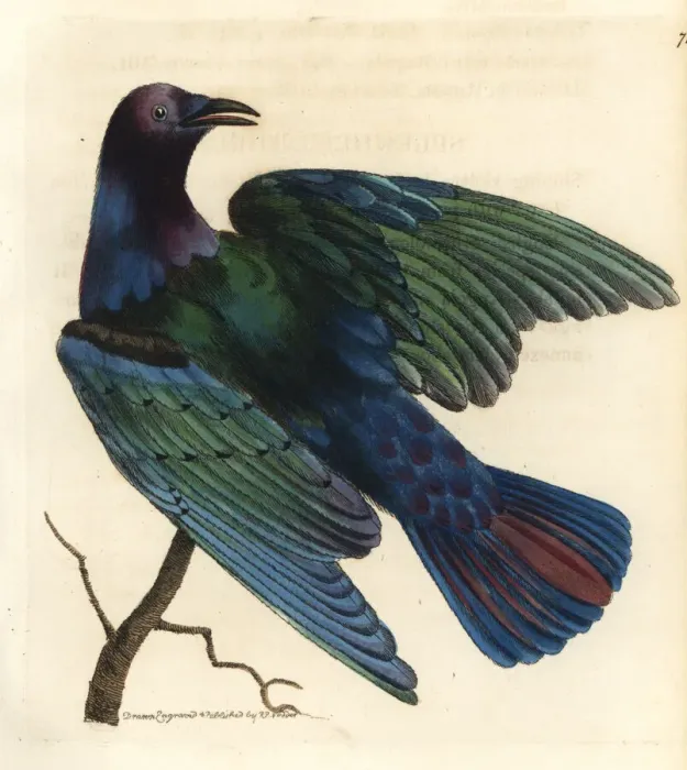 Framed Print : Cape glossy starling, Lamprotornis nitens Framed Print : Cape glossy starling, Lamprotornis nitens
