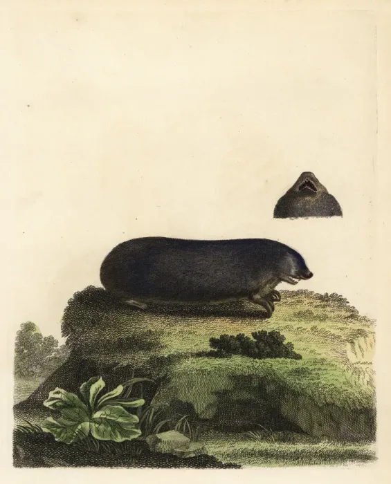 Framed Print : Cape golden mole, Chrysochloris asiatica Framed Print : Cape golden mole, Chrysochloris asiatica