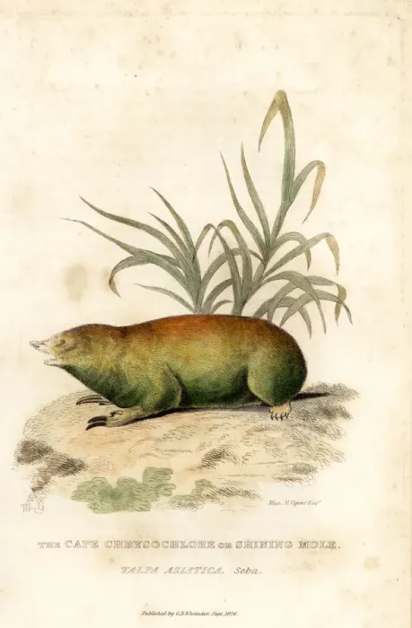 Framed Print : Cape golden mole, Chrysochloris asiatica Framed Print : Cape golden mole, Chrysochloris asiatica
