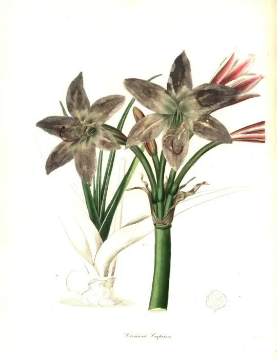 Framed Print : Cape of Good Hope crinum, Crinum bulbispermum Framed Print : Cape of Good Hope crinum, Crinum bulbispermum
