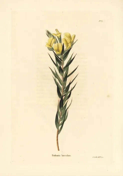 Framed Print : Cape gorse, Aspalathus angustifolia Framed Print : Cape gorse, Aspalathus angustifolia