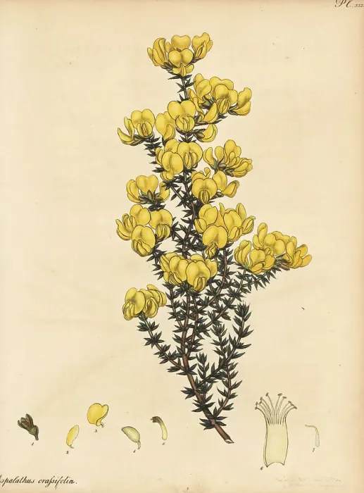 Framed Print : Cape gorse, Aspalathus crassifolius Framed Print : Cape gorse, Aspalathus crassifolius