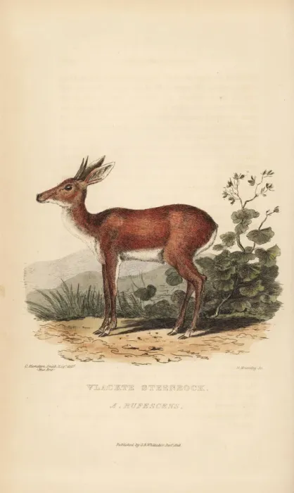 Framed Print : Cape grysbok, Raphicerus melanotis rufescens Framed Print : Cape grysbok, Raphicerus melanotis rufescens