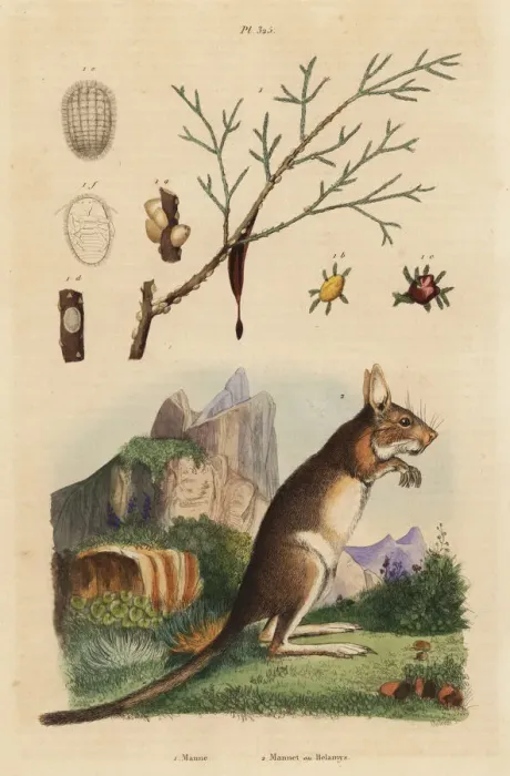 Framed Print : Cape hare and manna ash Framed Print : Cape hare and manna ash