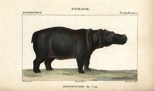 Cape hippopotamus, Hippopotamus amphibius capensis
