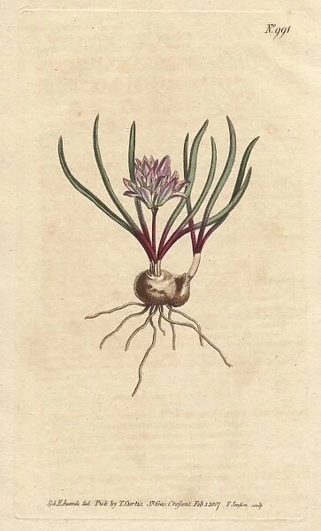 Cape Hyacinth, with bulb, scarlet leaves