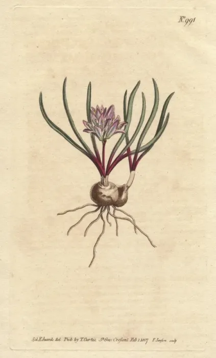 Framed Print : Cape Hyacinth, with bulb, scarlet leaves Framed Print : Cape Hyacinth, with bulb, scarlet leaves