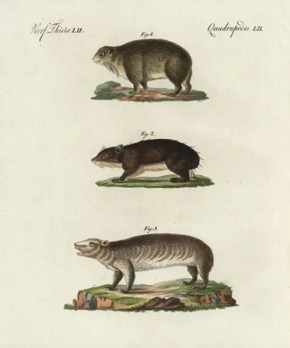 Framed Print : Cape hyrax, coney, and groundhog Framed Print : Cape hyrax, coney, and groundhog
