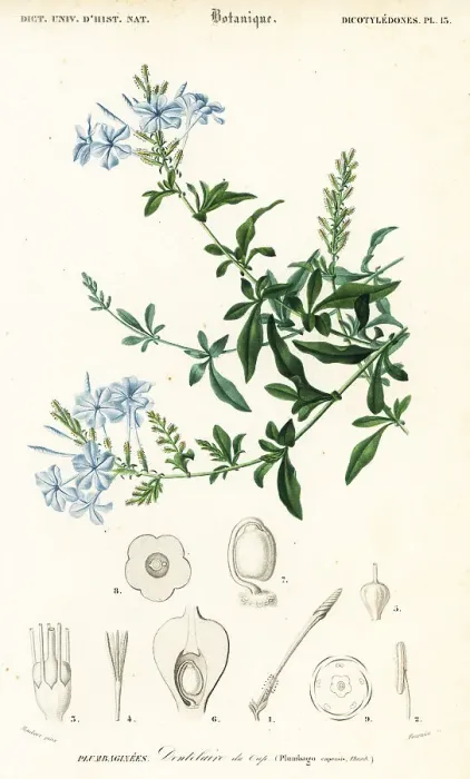Framed Print : Cape leadwort, Plumbago auriculata Framed Print : Cape leadwort, Plumbago auriculata