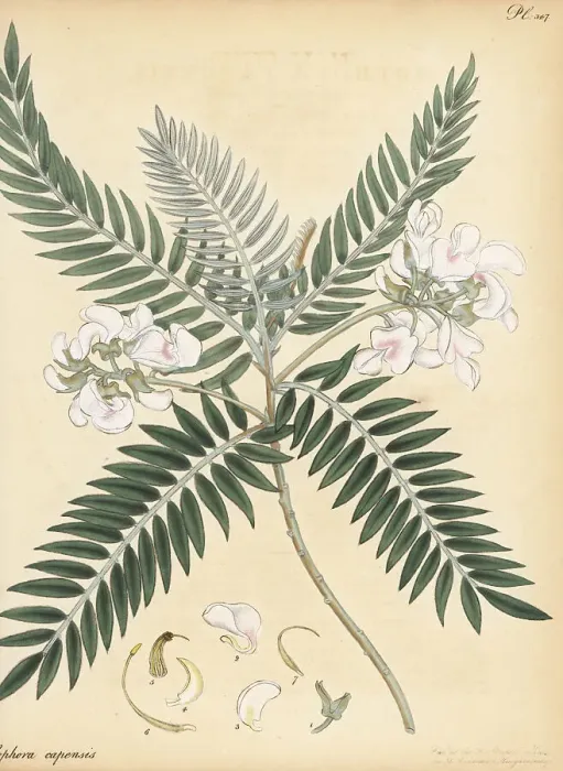 Framed Print : Cape lilac or keurboom, Virgilia oroboides Framed Print : Cape lilac or keurboom, Virgilia oroboides