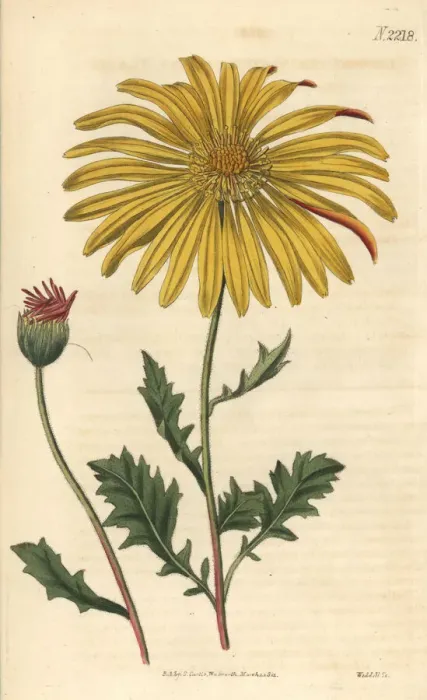 Framed Print : Cape marigold, Dimorphotheca chrysanthemifolia Framed Print : Cape marigold, Dimorphotheca chrysanthemifolia