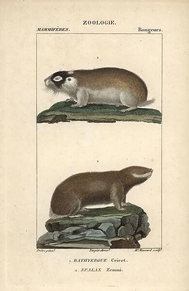 Cape mole rat, Georychus capensis, and Podolsk