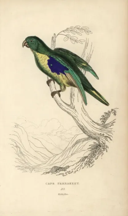 Framed Print : Cape parakeet, Psittacus capensis Framed Print : Cape parakeet, Psittacus capensis