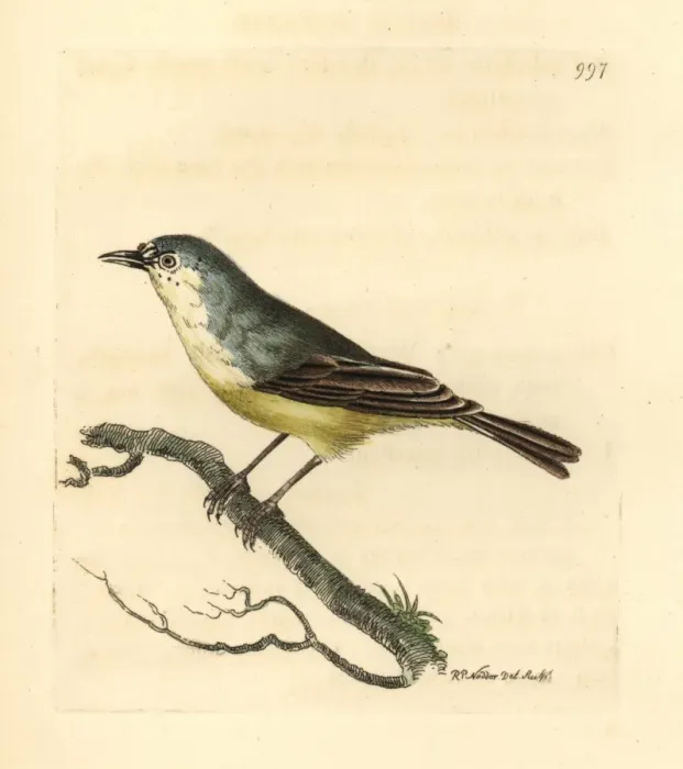 Framed Print : Cape Penduline-tit, Anthoscopus minutus Framed Print : Cape Penduline-tit, Anthoscopus minutus