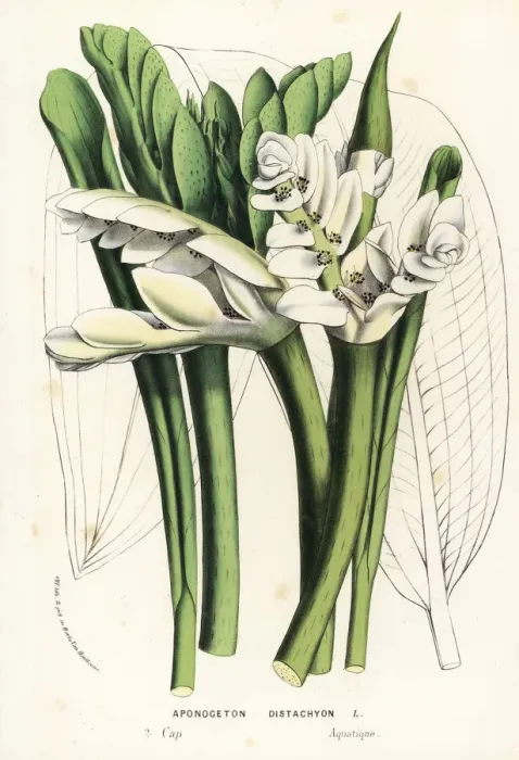 Framed Print : Cape pondweed, Aponogeton distachyos Framed Print : Cape pondweed, Aponogeton distachyos