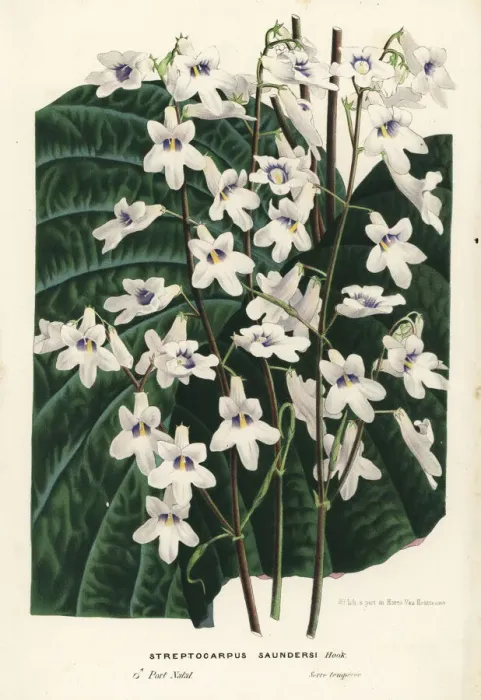 Framed Print : Cape primrose, Streptocarpus saundersii Framed Print : Cape primrose, Streptocarpus saundersii