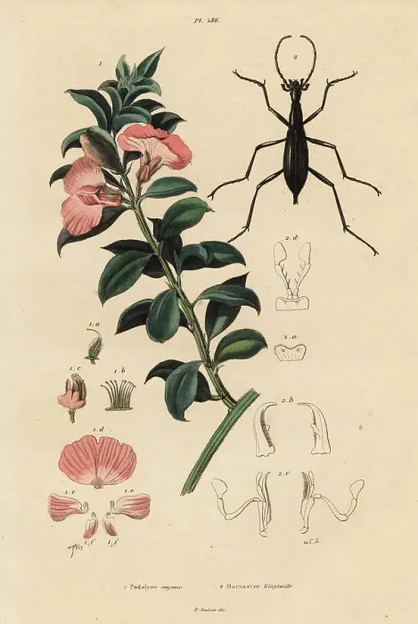 Framed Print : Cape satin bush and beetle Framed Print : Cape satin bush and beetle
