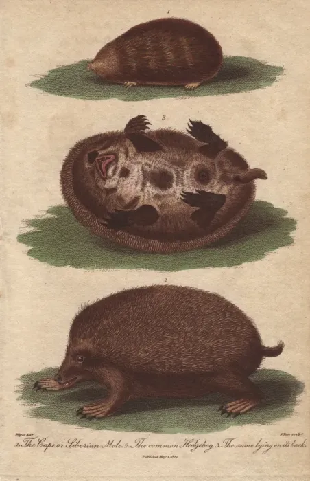Framed Print : Cape or Siberian Mole and common hedgehog Framed Print : Cape or Siberian Mole and common hedgehog