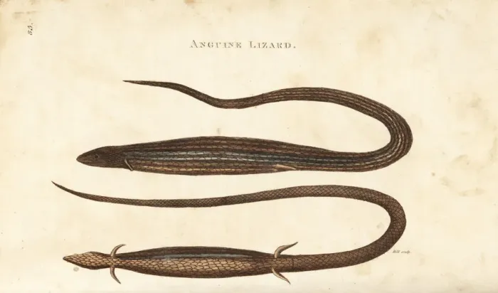 Framed Print : Cape snake lizard, Chamaesaura anguina Framed Print : Cape snake lizard, Chamaesaura anguina