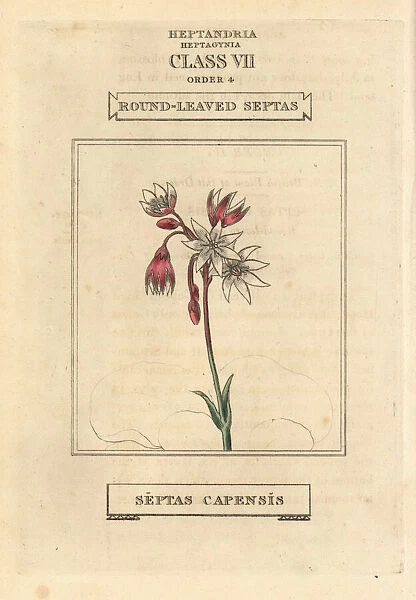 Cape snowdrop, Crassula capensis