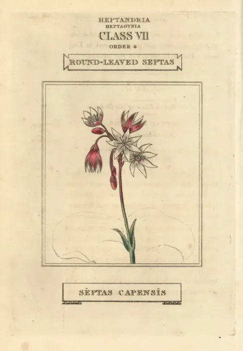 Framed Print : Cape snowdrop, Crassula capensis Framed Print : Cape snowdrop, Crassula capensis