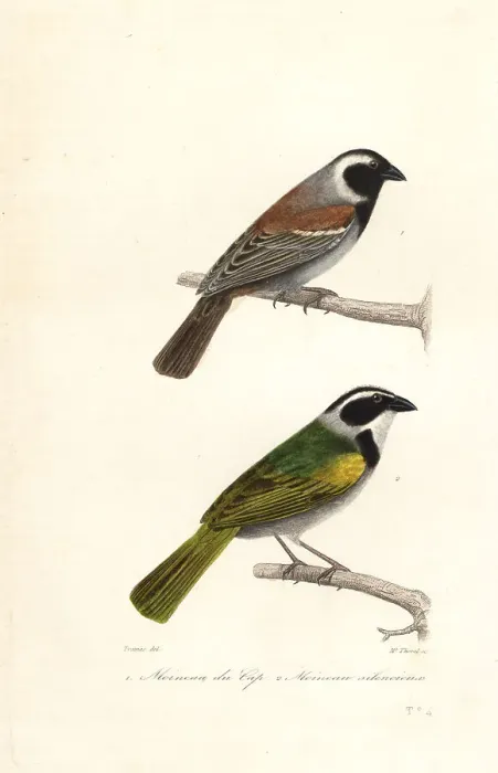 Framed Print : Cape sparrow and white-browed brush finch Framed Print : Cape sparrow and white-browed brush finch