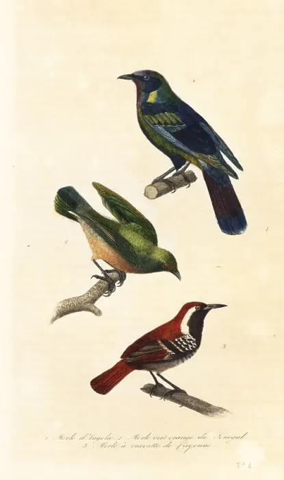 Framed Print : Cape starling, bokmakierie and ferruginous-backed antbird Framed Print : Cape starling, bokmakierie and ferruginous-backed antbird
